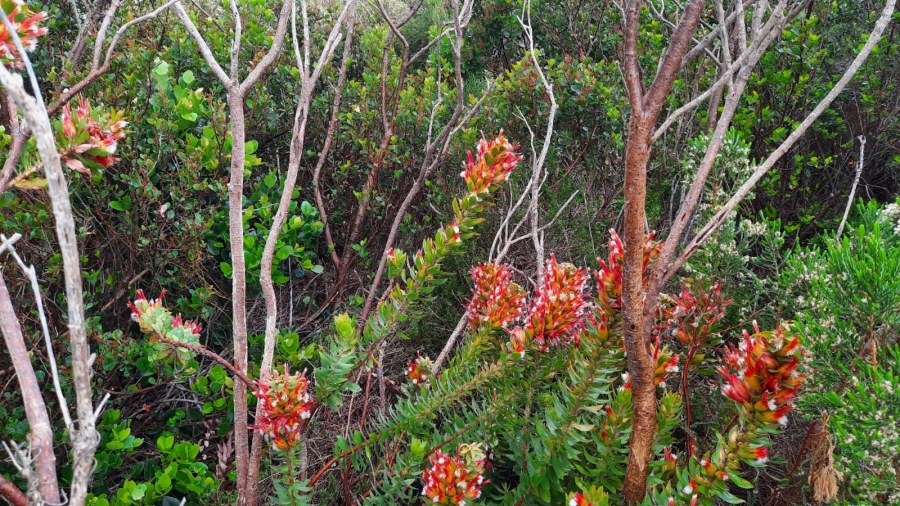 0 Bedroom Property for Sale in Bettys Bay Western Cape